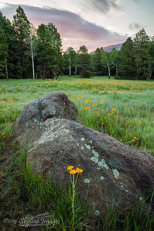 Coconino National Forest AZ