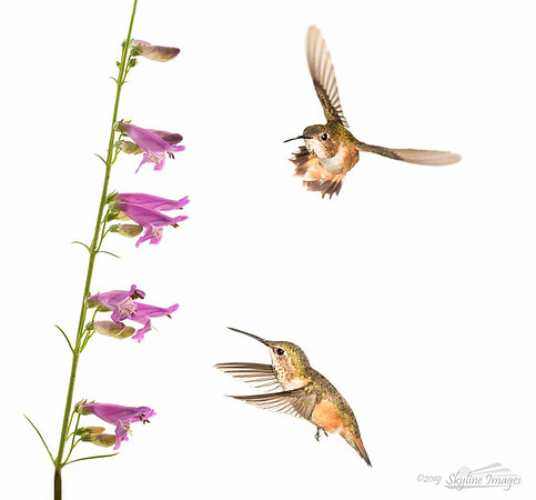 Hummingbird Composite