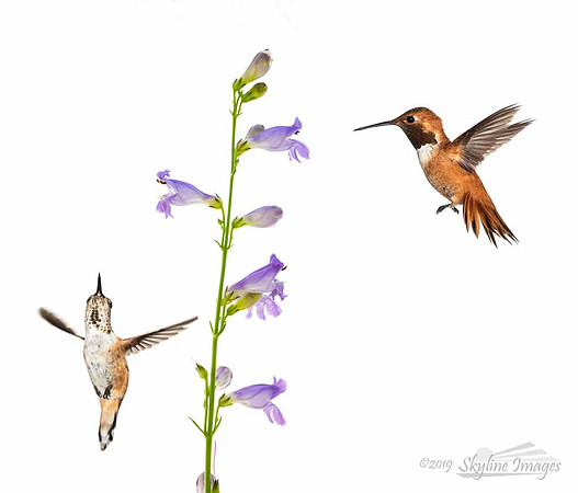Hummingbird Composite