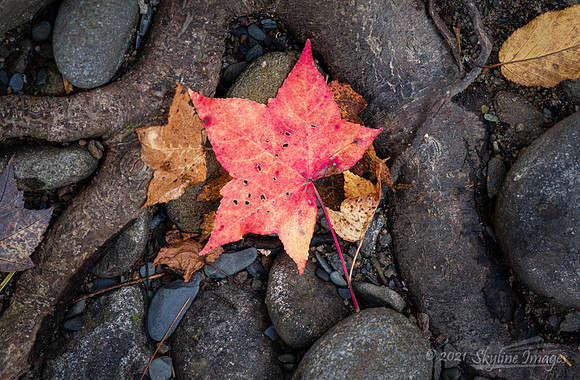Great Smoky Mountains National Park