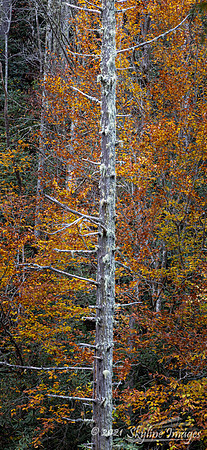 Great Smoky Mountains National Park