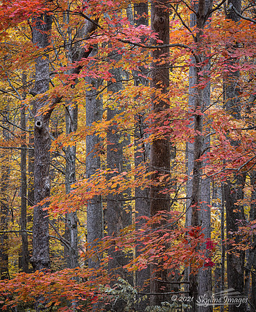 Great Smoky Mountains National Park