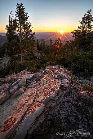 Kaibab Forest AZ