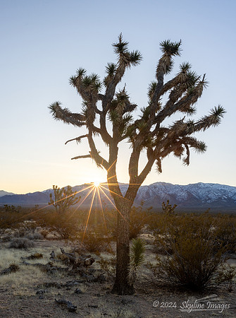 Mojave National Preserve California
