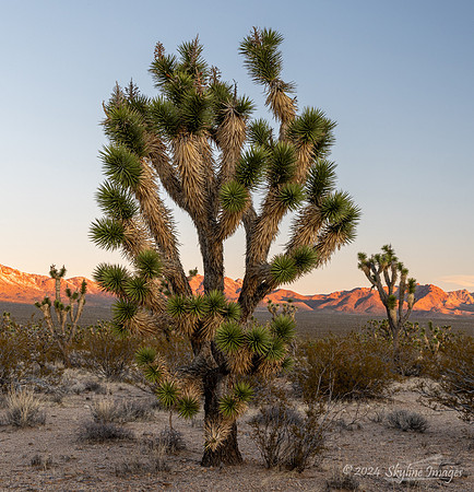 Mojave National Preserve California
