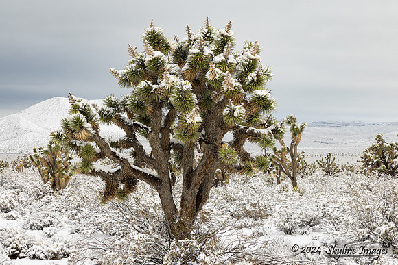 Mojave National Preserve California