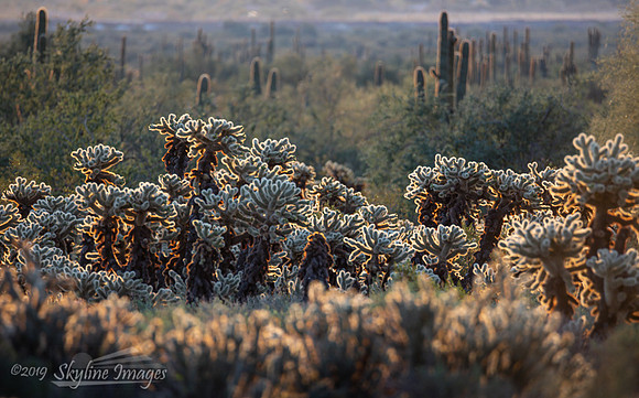 White Tanks Regional Park Arizona