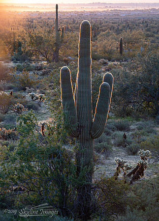 White Tanks Regional Park Arizona