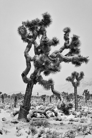 Death Valley National Park, California