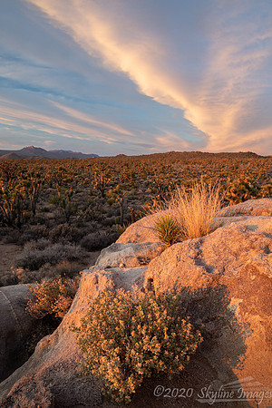 Mojave National Preserve CA