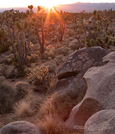 Mojave National Preserve CA