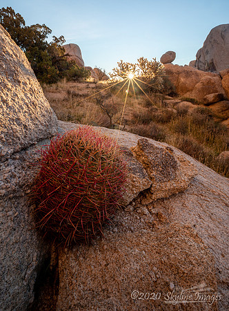 Mojave National Preserve CA