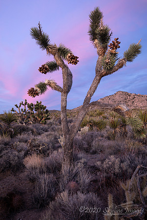 Mojave National Preserve CA