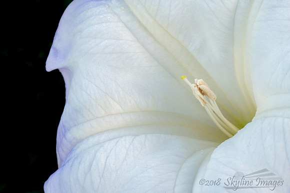 Datura Detail, San Clemente California