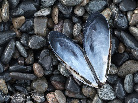 Mussel Shell, San Clemente California
