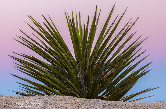 Mojave Desert, California