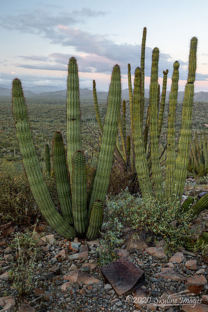 Organ Pipe Cactus National Monument, Arizona