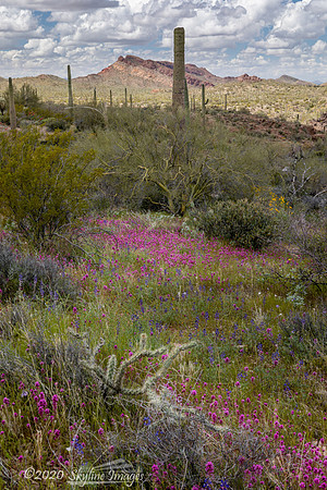 Organ Pipe Cactus National Monument, Arizona