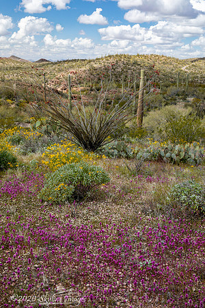 Organ Pipe Cactus National Monument, Arizona