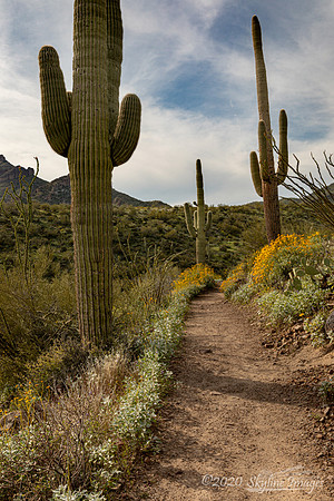 Cave Creek Arizona