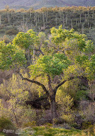 Cave Creek Arizona