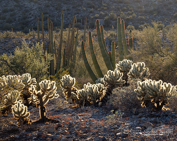 Organ Pipe Cactus National Monument, Arizona