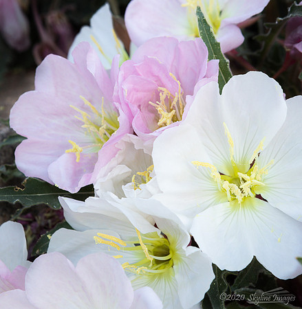 Evening Primrose