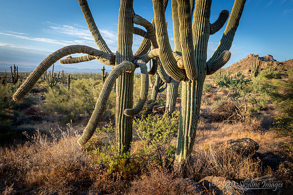McDowell Sonoran Preserve, Arizona
