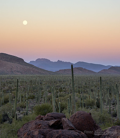Organ Pipe Cactus National Monument, Arizona