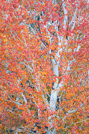 North Kaibab Forest Arizona