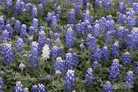 Texas Hill Country