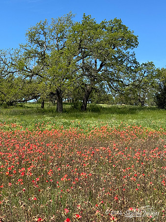 Texas Hill Country