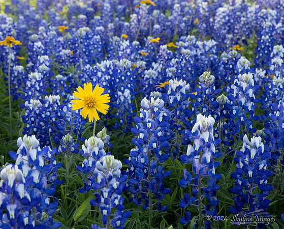 Texas Hill Country