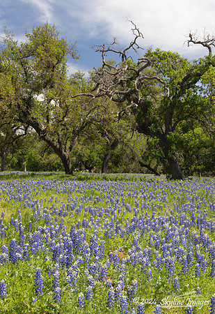 Texas Hill Country