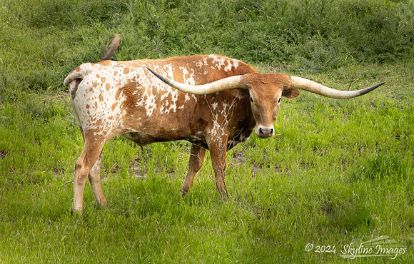 Texas Hill Country