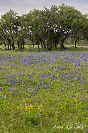 Texas Hill Country