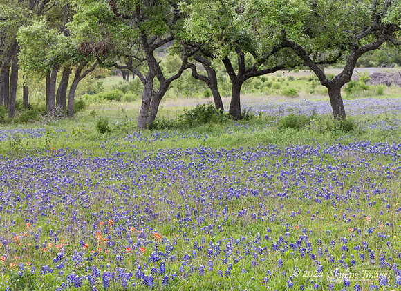 Texas Hill Country