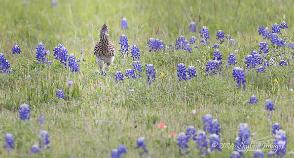 Texas Hill Country