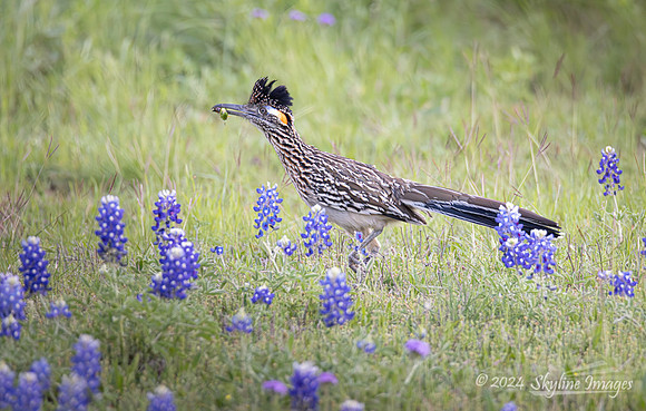 Texas Hill Country
