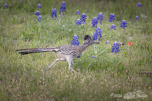 Texas Hill Country