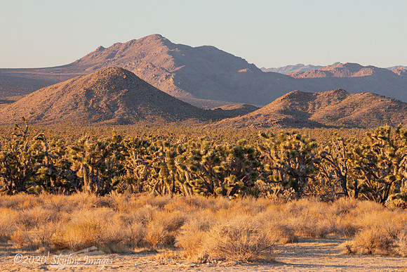 Mojave National Preserve
