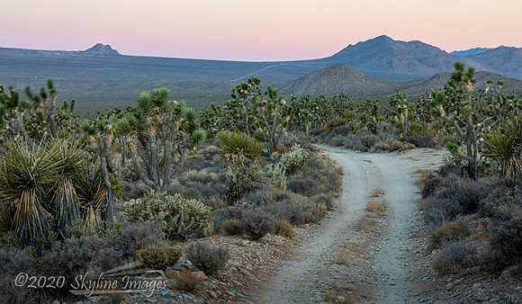 Mojave National Preserve