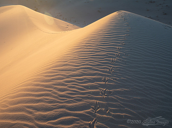 Raven tracks on the dunes, Mojave Desert
