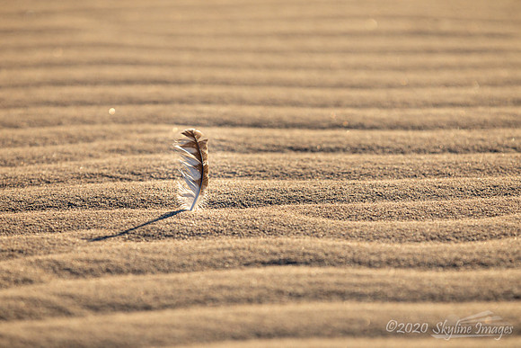 Dunes, Mojave Desert