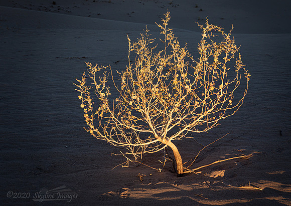 Dunes, Mojave Desert