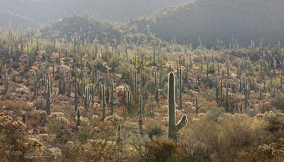 Organ Pipe Cactus National Monument