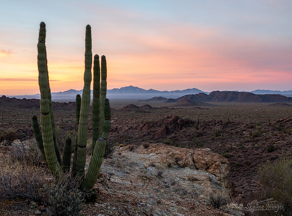 Organ Pipe Cactus National Monument