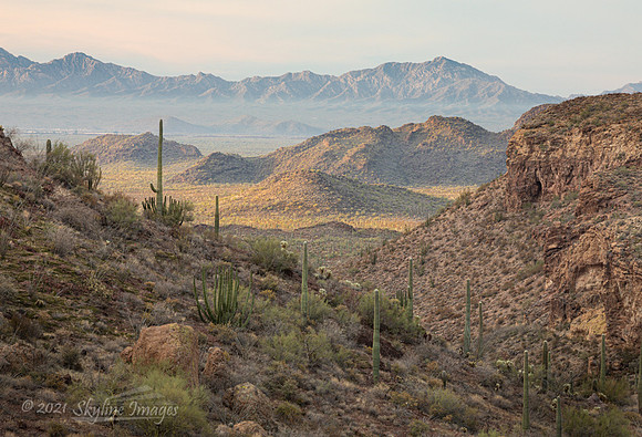 Organ Pipe Cactus National Monument