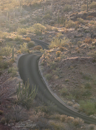 Organ Pipe Cactus National Monument