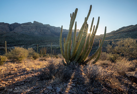 Organ Pipe Cactus National Monument